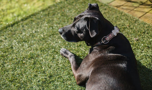 Why Your Turf Still Smells After Cleaning, and How to Fix It