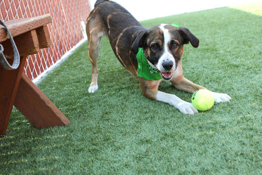 The Right Way to Clean Artificial Turf, Why One Step Isn’t Enough