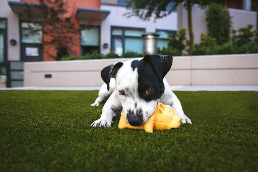 How to Get Rid of Dog Urine Smell in Artificial Grass for Good